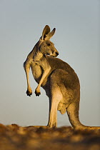 Red Kangaroo (Macropus rufus), Sturt National Park, New South Wales, Australia
