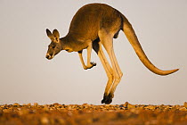 Red Kangaroo (Macropus rufus) male jumping, Sturt National Park, New South Wales, Australia