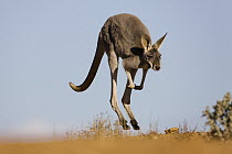 Red Kangaroo (Macropus rufus) female jumping, Sturt National Park, New South Wales, Australia