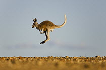 Red Kangaroo (Macropus rufus) male joey jumping, Sturt National Park, New South Wales, Australia
