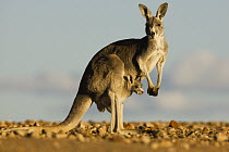 Red Kangaroo (Macropus rufus) mother with joey, Sturt National Park, New South Wales, Australia