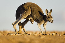 Red Kangaroo (Macropus rufus) female hopping with joey looking out of pouch, Sturt National Park, New South Wales, Australia
