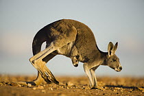 Red Kangaroo (Macropus rufus) female hopping with joey looking out of pouch, Sturt National Park, New South Wales, Australia