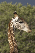Southern Giraffe (Giraffa giraffa), Okavango Delta, Botswana