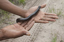 Giant Millipede (Scaphiostreptus sp), Linyanti River, Botswana