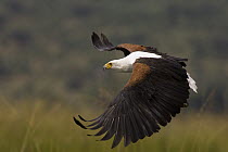 African Fish Eagle (Haliaeetus vocifer) flying, Linyanti River, Botswana