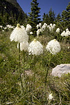 Bear Grass (Xerophyllum tenax) flowering in meadow, Glacier National Park, Montana
