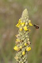 Great Mullein (Verbascum thapsus) flowering with bee, Creighton Valley, British Columbia, Canada
