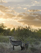 Waterbuck (Kobus ellipsiprymnus) mother and calf, Kruger National Park, South Africa