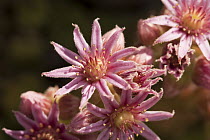 Mountain Houseleek (Sempervivum montanum) flowering, Vancouver, British Columbia, Canada