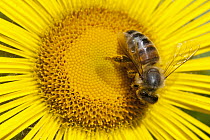 Bee (Apidae) on Alpine Sunflower (Rydbergia grandiflora), British Columbia, Canada