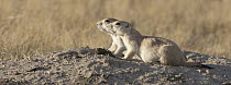 Prairie Dog (Cynomys sp) pair, Grasslands National Park, Saskatchewan, Canada