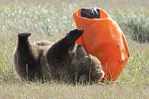 Grizzly Bear (Ursus arctos horribilis) yearling cub playing with an orange rubber buoy, Katmai National Park, Alaska