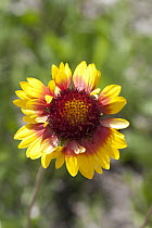 Annual Coreopsis (Coreopsis tinctoria) flower, Spruce Woods Provincial Park, Manitoba, Canada