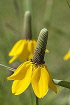 Mexican Hat (Ratibida columnifera) flowers, Spruce Woods Provincial Park, Manitoba, Canada