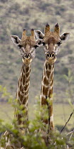 South African Giraffe (Giraffa giraffa giraffa) pair, Pilanesberg National Park, South Africa