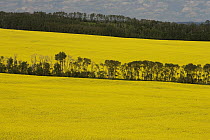 Brassica (Brassica sp) fields, Alberta, Canada