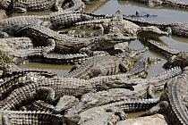 Nile Crocodile (Crocodylus niloticus) group basking, Rhino and Lion Nature Reserve, South Africa