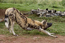 African Wild Dog (Lycaon pictus) stretching, Rhino and Lion Nature Reserve, South Africa