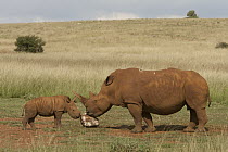 White Rhinoceros (Ceratotherium simum) mother and calf licking salt, Rhino and Lion Nature Reserve, South Africa