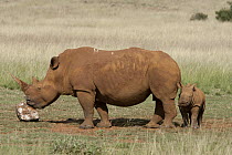 White Rhinoceros (Ceratotherium simum) mother licking salt with calf, Rhino and Lion Nature Reserve, South Africa
