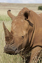 White Rhinoceros (Ceratotherium simum) female, Rhino and Lion Nature Reserve, South Africa