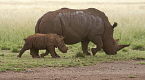 White Rhinoceros (Ceratotherium simum) mother and calf, Rhino and Lion Nature Reserve, South Africa