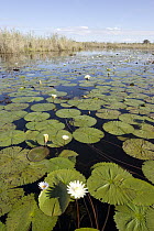 Water Lily (Nymphaea sp) flowering, Okavango Delta, Botswana