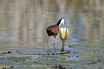 African Jacana (Actophilornis africanus) foraging for insects in water lily flower, Okavango Delta, Botswana
