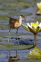 African Jacana (Actophilornis africanus) juvenile foraging for insects in water lily flower, Okavango Delta, Botswana