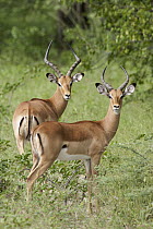 Impala (Aepyceros melampus) males, Okavango Delta, Botswana