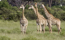 Southern Giraffe (Giraffa giraffa) group, Linyanti River, Botswana