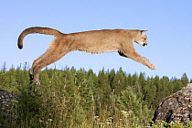Mountain Lion (Puma concolor) jumping, Montana
