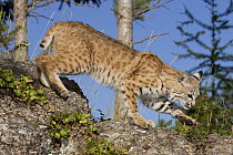 Bobcat (Lynx rufus) descending rocks, Montana