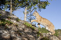 Bobcat (Lynx rufus) running up slope, Montana