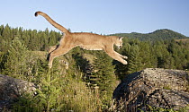 Mountain Lion (Puma concolor) jumping, Montana. Sequence 1 of 2
