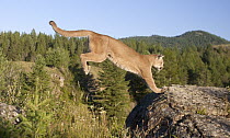 Mountain Lion (Puma concolor) jumping, Montana. Sequence 2 of 2