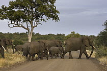 African Elephant (Loxodonta africana) herd crossing road, Kruger National Park, South Africa