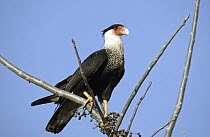 Crested Caracara (Caracara cheriway) in dry forest, Guanacaste, Costa Rica