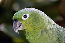 Mealy Parrot (Amazona farinosa), Costa Rica