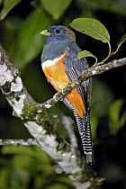 Orange-bellied Trogon (Trogon aurantiiventris) male, Monteverde Cloud Forest Reserve, Costa Rica