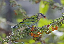 Black-capped Tanager (Tangara heinei) female feeding on Hollowheart (Acnistus arborescens) berries in cloud forest, Tandayapa Valley, western slope of Andes, Ecuador