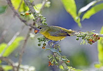 Thick-billed Euphonia (Euphonia laniirostris) female feeding on Hollowheart (Acnistus arborescens) berries in cloud forest, Tandayapa Valley, western slope of Andes, Ecuador