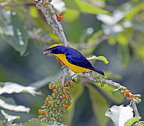 Thick-billed Euphonia (Euphonia laniirostris) male feeding on Hollowheart (Acnistus arborescens) berries in cloud forest, Tandayapa Valley, western slope of Andes, Ecuador