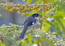 White-winged Brush-Finch (Atlapetes leucopterus) feeding on Hollowheart (Acnistus arborescens) berries in cloud forest, Tandayapa Valley, western slope of Andes, Ecuador