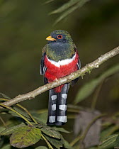 Masked Trogon (Trogon personatus) male in cloud forest, Tandayapa Valley, western slope of Andes, Ecuador