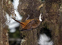 Streaked Tuftedcheek (Pseudocolaptes boissonneautii) tending to chick in nest in cloud forest, Tandayapa Valley, western slope of Andes, Ecuador