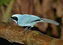 Turquoise Jay (Cyanolyca turcosa) in cloud forest, Tandayapa Valley, western slope of Andes, Ecuador
