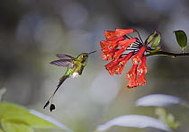 Booted Racket-tail (Ocreatus underwoodii) hummingbird male feeding on nectar of Bomarea (Bomarea multiflora) flower in cloud forest, Tandayapa Valley, western slope of Andes, Ecuador