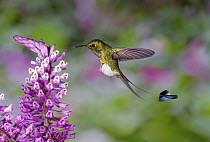 Booted Racket-tail (Ocreatus underwoodii) hummingbird male feeding on nectar of Tiger Orchid (Elleanthus robustus) flower in cloud forest, Tandayapa Valley, western slope of Andes, Ecuador